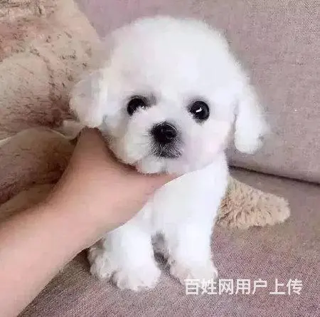 纯种比熊 白色比熊 法系比熊 出售超级可爱的小 - 图片 3
