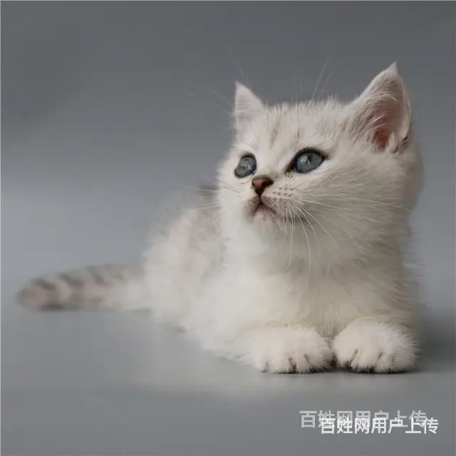 湖州英国短毛猫银渐层到手价格 - 图片 4