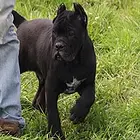 嘉兴【卡斯罗犬舍】地址 卡斯罗一般价位