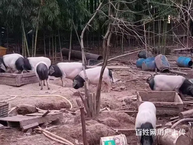 金华二头乌土猪 - 图片 2