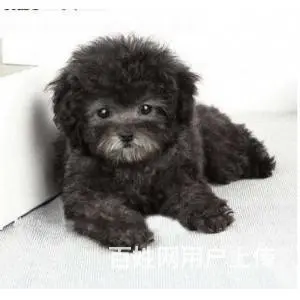 邢台本地出售家养泰迪 茶杯犬泰迪 疫苗齐全 - 图片 10