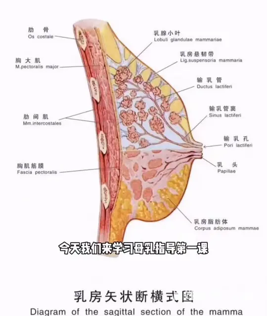常州催乳师培训多少钱，催乳师的工作好找吗 - 图片 2