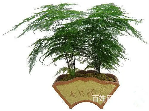 苏州专业绿植租赁 就找金丝雀园艺 * - 图片 3