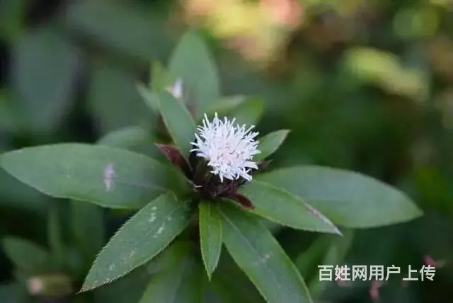 湖北百草堂苍术种植执着坚守为灯塔，以专业品质为航船 - 图片 1