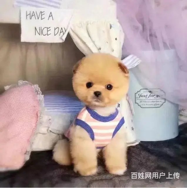 纯种哈多利博美犬出售 纯种博美幼犬 博美价格 - 图片 10