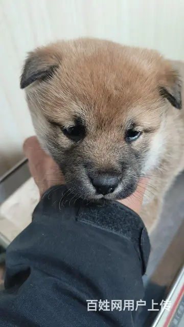 自家养小柴犬 - 图片 2