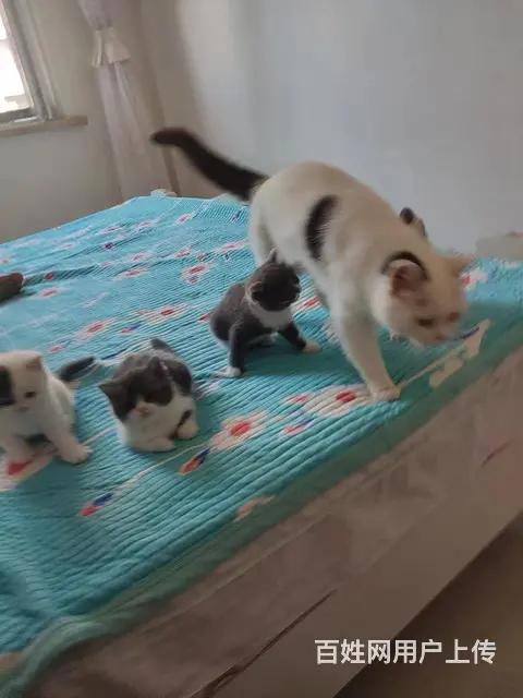 猫猫 - 图片 2