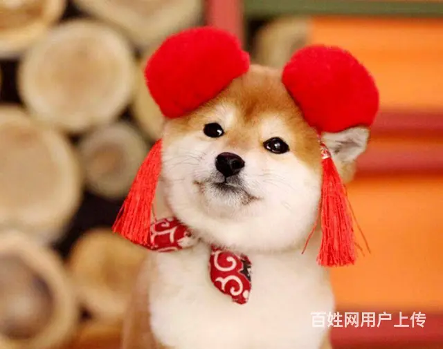 纯种柴犬 赤红色柴犬 黑色柴犬 三个月包退换保健康 - 图片 2