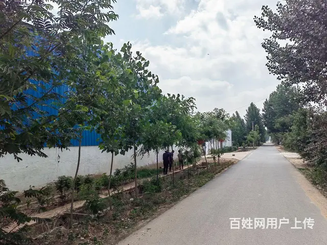 临沭县青云镇钢结构厂房出租 - 图片 4