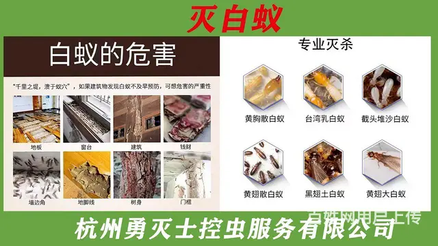 上门除虫灭鼠灭蟑螂灭白蚁抓老鼠 - 图片 3