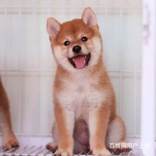 纯种日本柴犬多少钱 北京哪里有卖柴犬 纯种柴犬价格 - 图片 1
