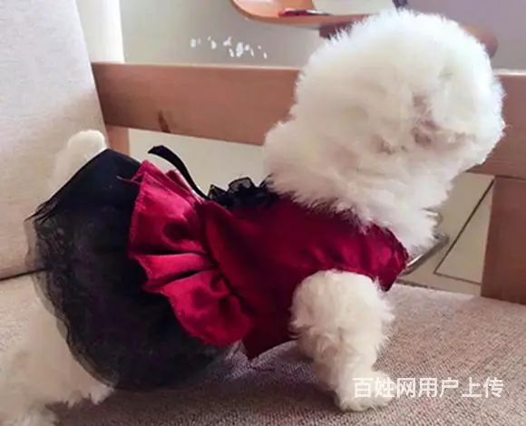 天门如何挑选好看的比熊 比熊怎么挑选技巧 - 图片 4