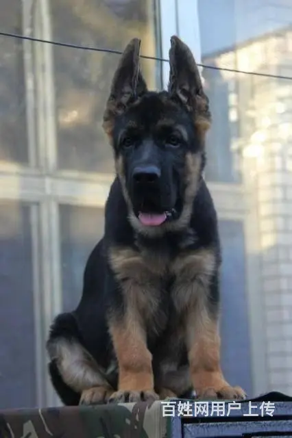 纯种 锤系德牧 出售德国牧羊幼犬 纯种健康 有保障 - 图片 4
