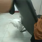 猫咪