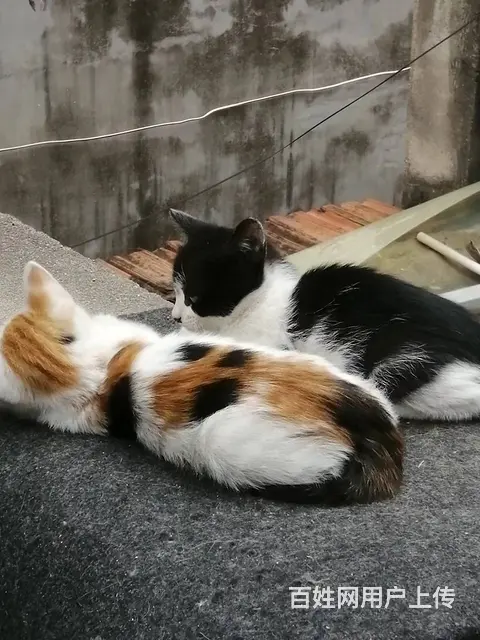 送4只家养小奶猫 - 图片 3