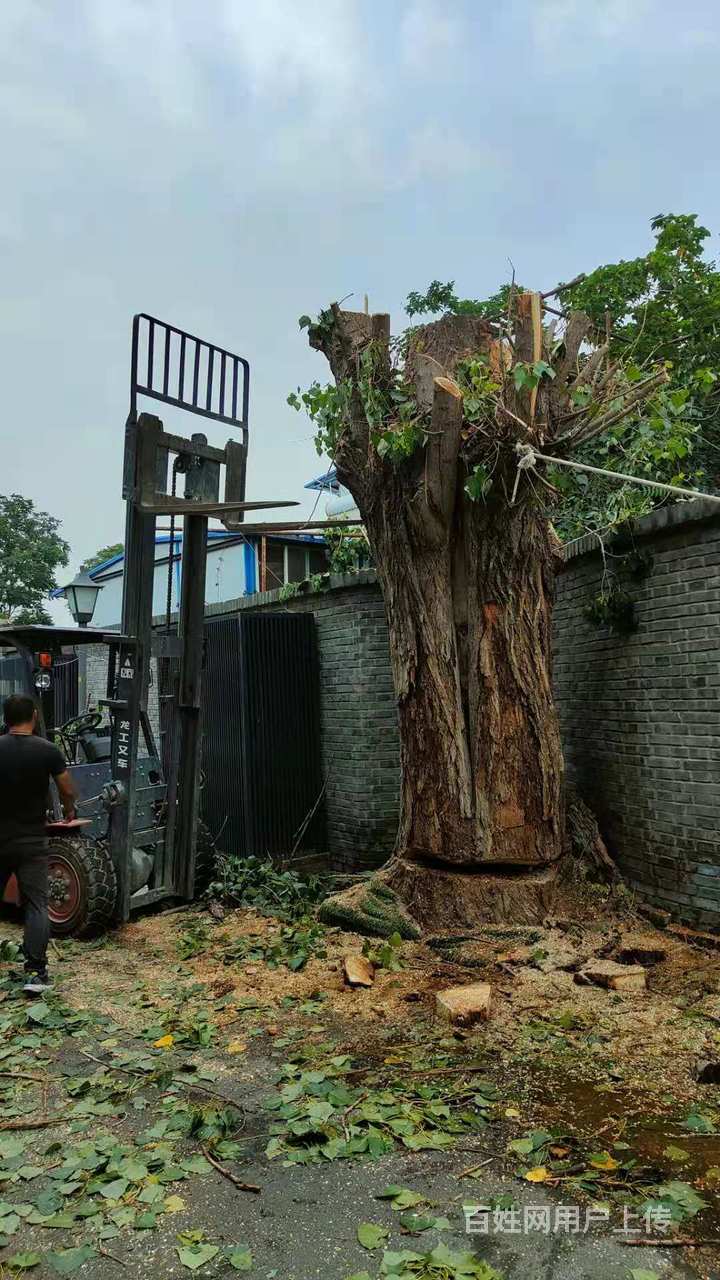 北京专业伐树修树电话 一条龙服务