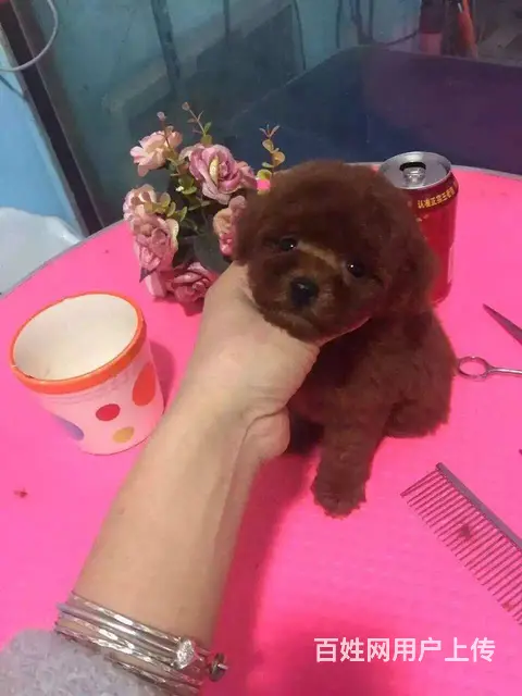 泰迪 红色小体泰迪熊 包纯种保健康 送货上门 - 图片 12