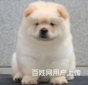 纯种肉嘴松狮幼犬多窝出售公母均有 签保障协议 - 图片 4