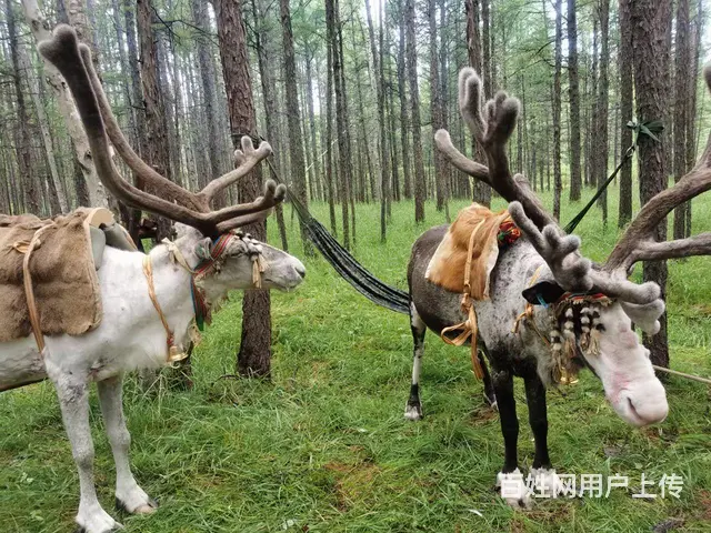 呼伦贝尔旅游向导师傅排名小康师傅 - 图片 3