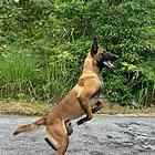 纯种马犬价格好商量