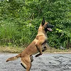 纯种马犬价格好商量