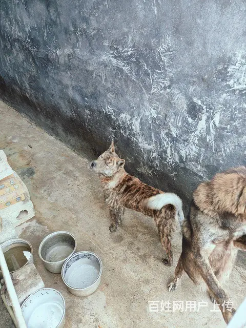 请联系我的话一定要说在百姓网见到的 - 图片 3