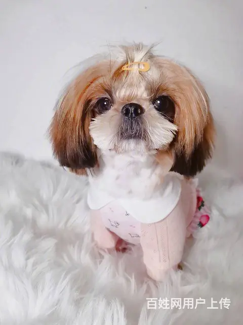 纯种西施犬多少钱一只 西施幼犬价格多少钱 西施智商 - 图片 2