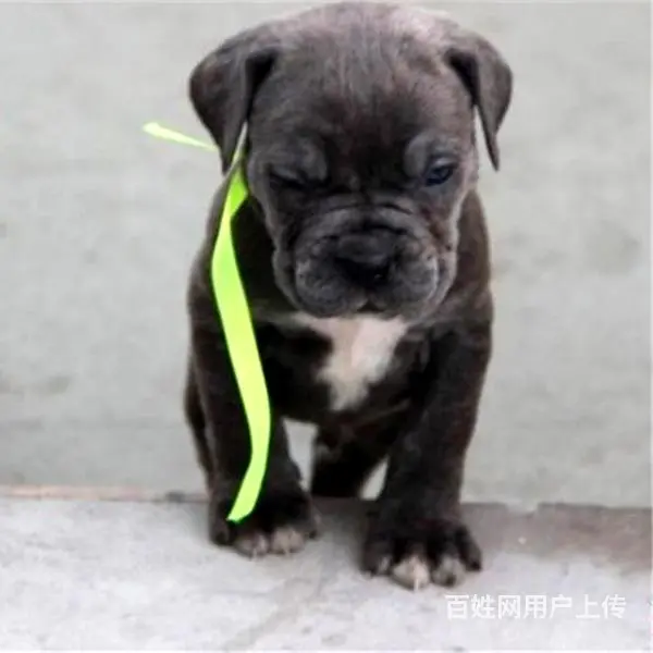 六安买一只卡斯罗大概要多少钱，卡斯罗犬舍地址 - 图片 2
