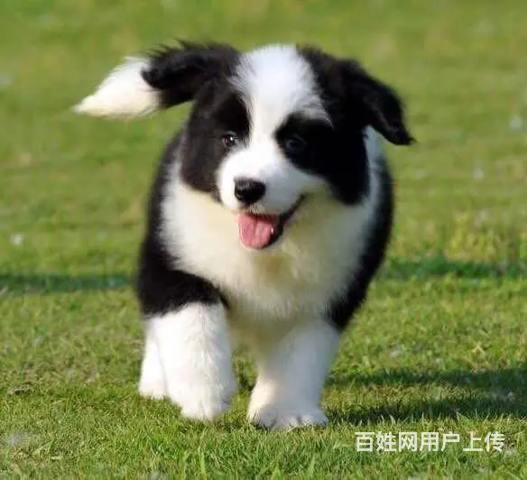 出售纯种边牧幼犬 边牧价格  边牧图片 - 图片 3