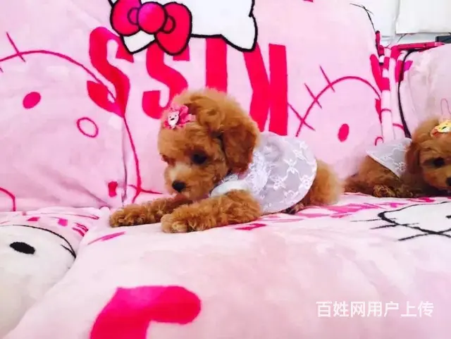 包头哪里卖泰迪狗狗泰迪价格多少钱 - 图片 3