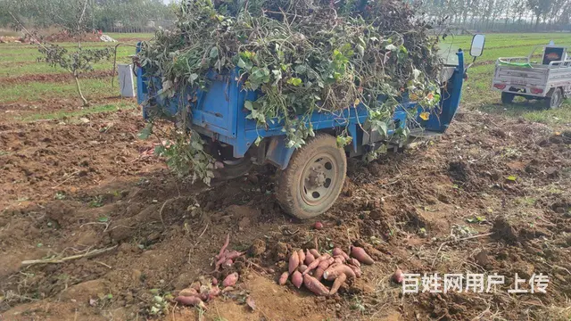 出售五征小金虎高低速柴油三轮车 - 图片 4