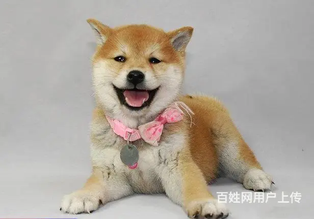 赛级柴犬，CKU认证品质，专业信誉服务 - 图片 3