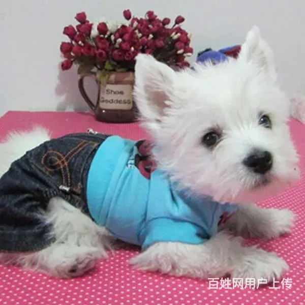 巢湖【十年老店】常年繁殖优质血统西高地幼犬 - 图片 4