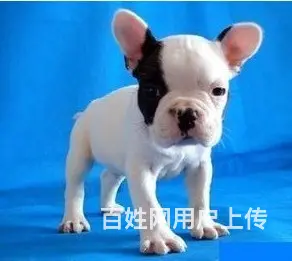 辽阳哪里可以看到纯种法斗犬  宠物狗一般多少钱 - 图片 8