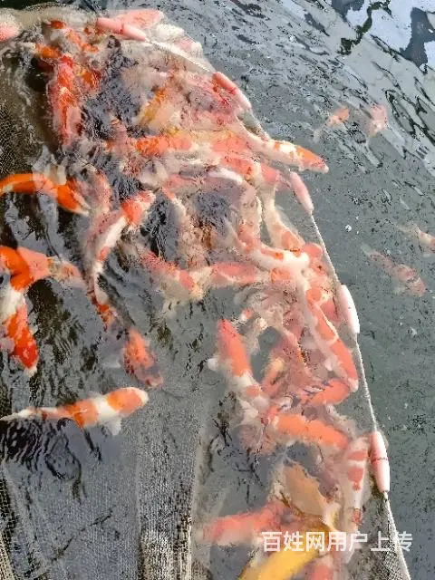 苏州永乐锦鲤养殖场常年批发零售锦鲤鱼量大从优 - 图片 7