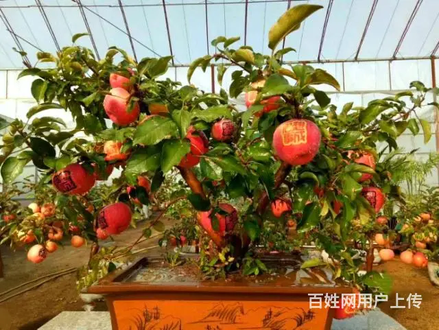 盆景苹果树 果树盆景 占地树(基地直销)盆景批发 - 图片 1