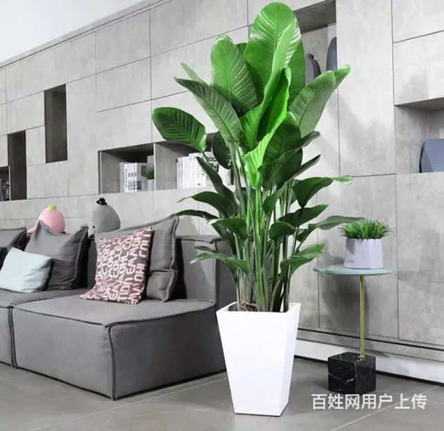 琶洲花店 琶洲订花订植物  租花租植物  买花买植 - 图片 6