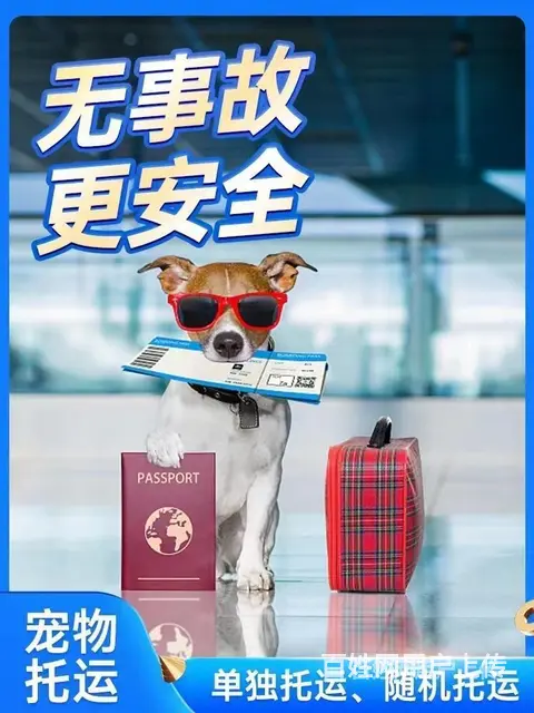 邢台靠谱的宠物托运 猫狗活体运输服务平台 上门接宠 代办证件 - 图片 3