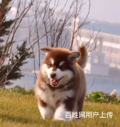 邢台阿拉斯加怎么卖 邢台阿拉斯加价格 阿拉斯加幼犬 - 图片 10
