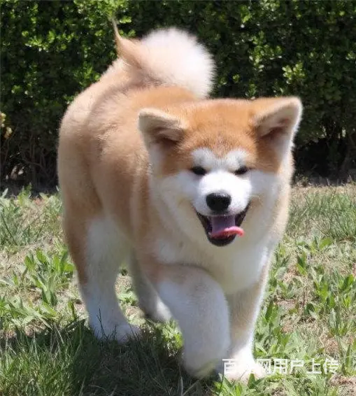 三沙【*推荐】秋田犬舍‖秋田养殖场 - 图片 5