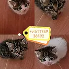 给毛孩一个家