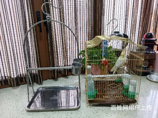捡漏来！健康活泼，玄凤鹦鹉雌，成鸟哦 - 图片 4