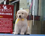 保定有什么地方可以买到金毛 金毛的价位