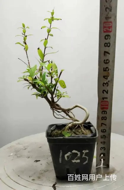 湖北大学自考本科毕业生杨世毅先生淘宝盛世鑫毅植物园 - 图片 5