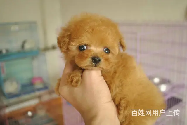 精品泰迪熊幼犬/实物拍摄/纯种健康质保 - 图片 3