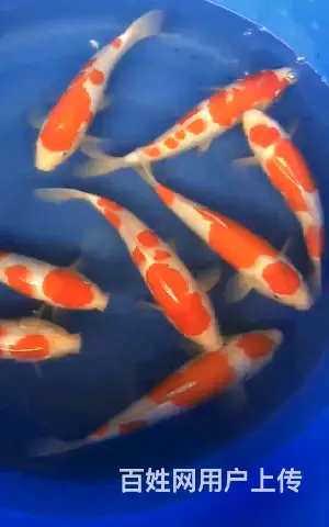 苏州市锦鲤批发，祥瑞锦鲤养殖 - 图片 3