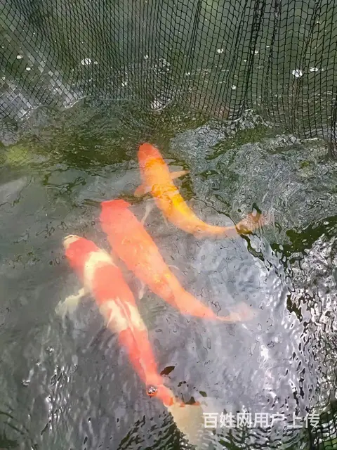 【搞定了！】苏州锦鲤渔场批发零售锦鲤鱼 - 图片 8