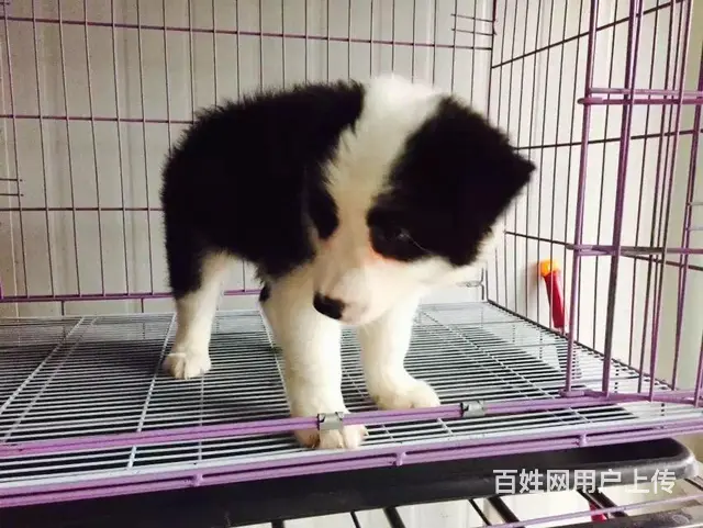 宿迁血统边牧哪里有卖，血统边牧一般多少钱 - 图片 9