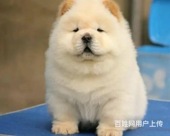 纯种松狮 松狮幼犬多少钱 哪里有卖松狮犬的 - 图片 3