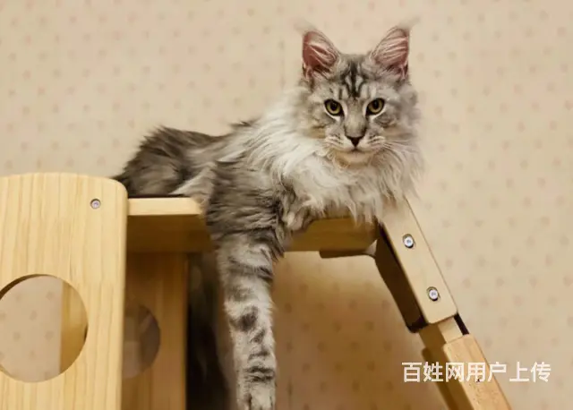 本地哪里有卖缅因猫的多少钱一只 缅因猫好养吗 - 图片 1